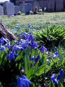 Blue Scilla in St Mary's churchyard.