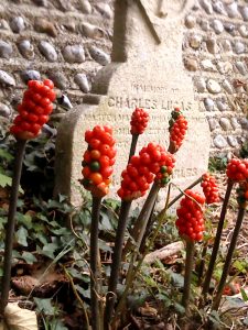 Winter Berries in Church Garden